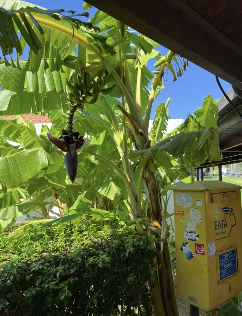 Banantræ på Rhodos